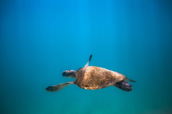L'Impact du Réchauffement Climatique sur la Biodiversité : Menace ou Opportunité ?