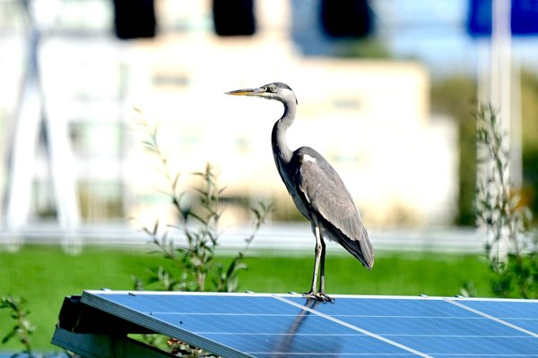 Quels sont les risques d'un mauvais entretien des panneaux photovoltaïques?